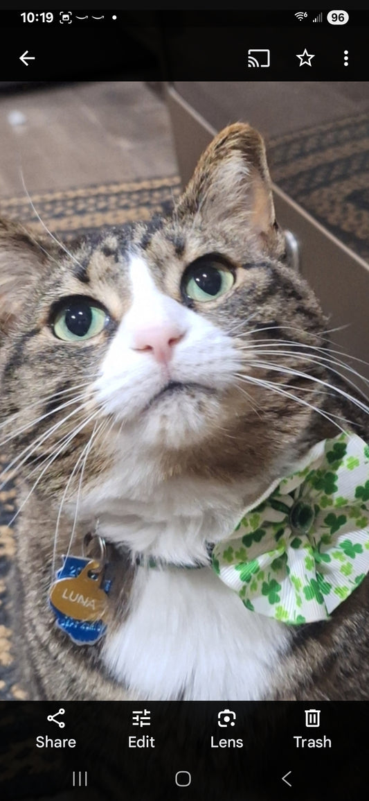 Paint Your Pup Party Realistic or Cartoon! - Side by side with a trained artist- Sat Nov 8 4-7pm