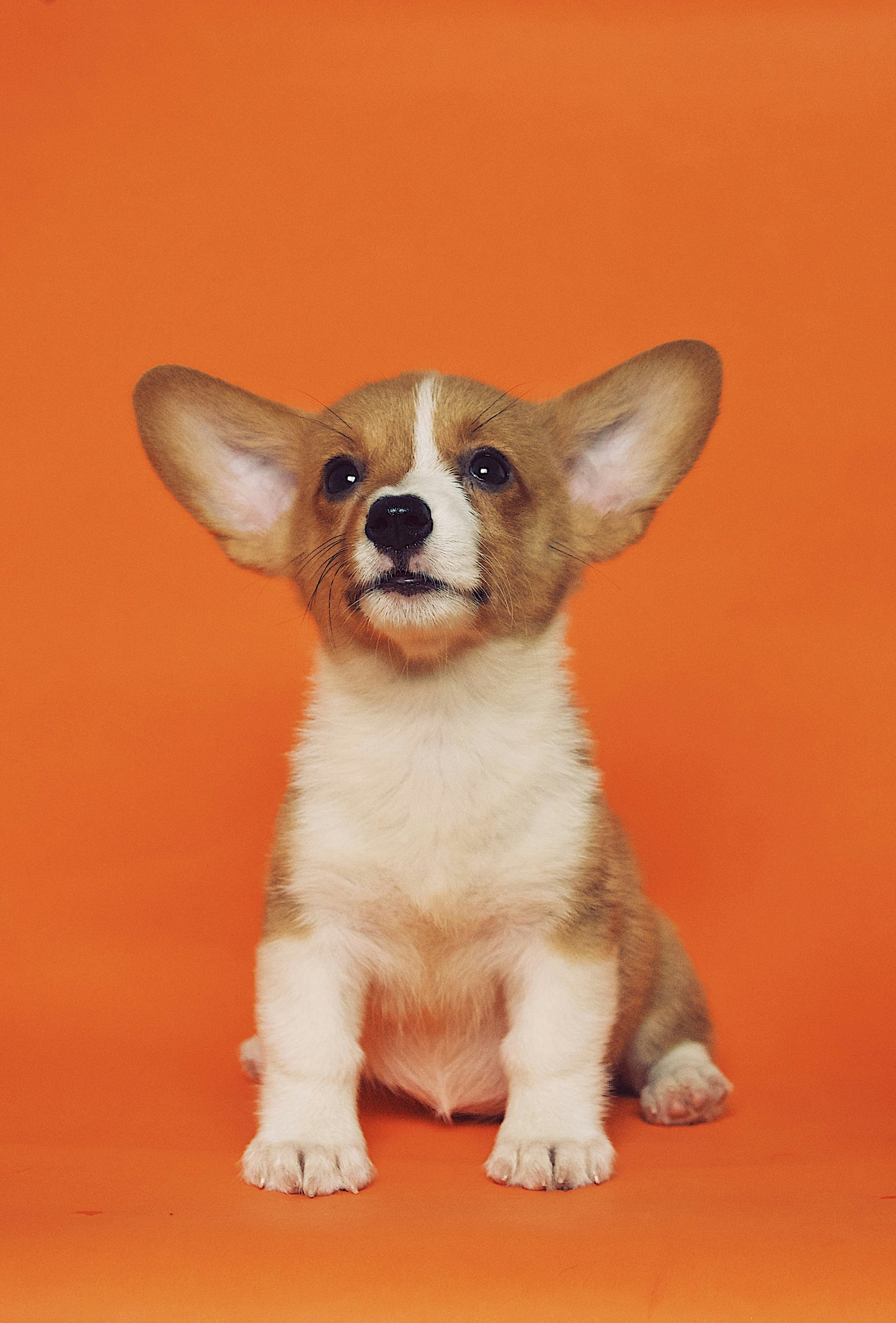 School is OUT!! ENROLL THEM IN A DAY AT DOGWARTS! July 12 10am-12pm