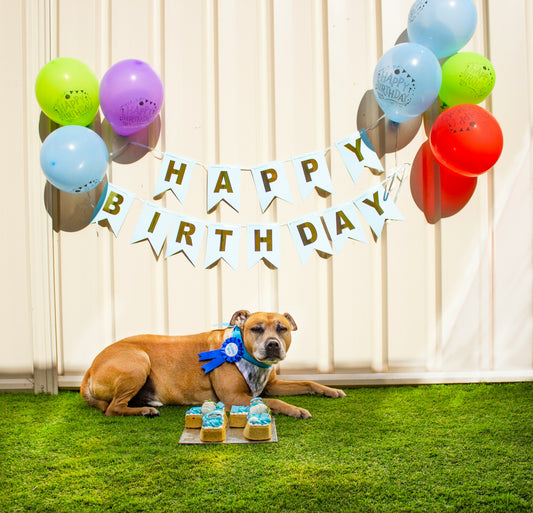 Rent our Lower Level PARTY SPACE! Dogs optional!