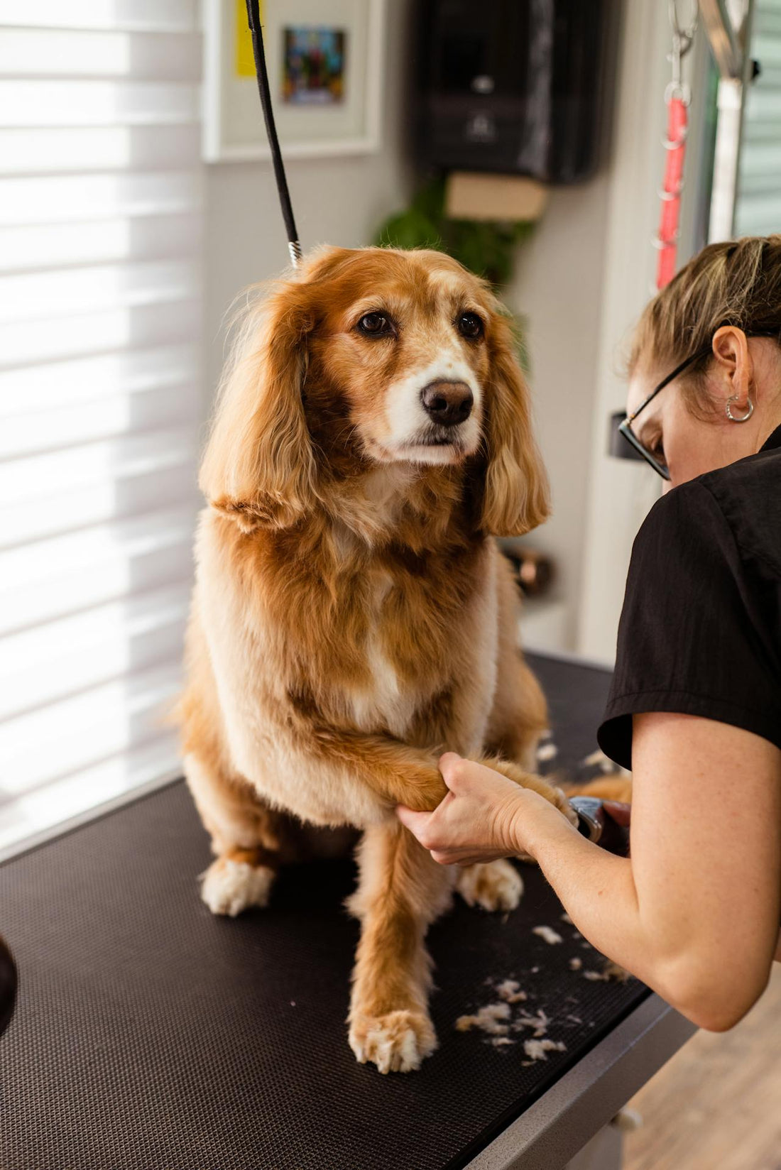 Nail Trim Day!  Next one is Oct 19, then Nov 23!