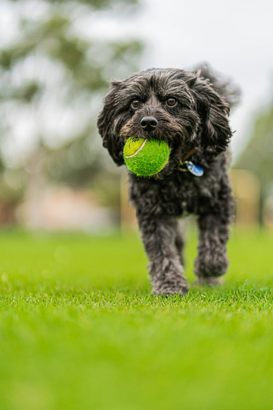 Puppy Pow-Wow Party!!!  3 weeks of fun and socialization for pups 4 months - 1 1/2 years old! Starts Feb 17!!