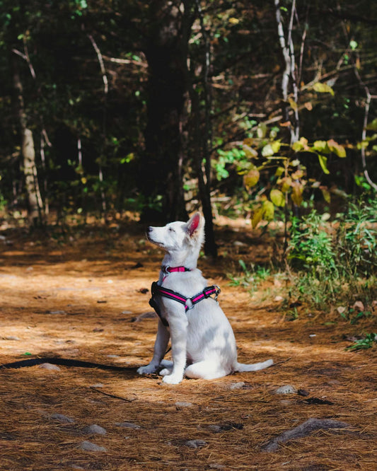 6 Week Training Class - INTERMEDIATE OBEDIENCE Starts Nov 4, ends Dec 16