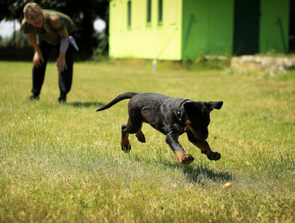 Sold out!!  6 Week Training Class - INTERMEDIATE OBEDIENCE Starts Nov 4, ends Dec 16