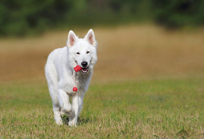 Sold out!!  6 Week Training Class - INTERMEDIATE OBEDIENCE Starts Nov 4, ends Dec 16